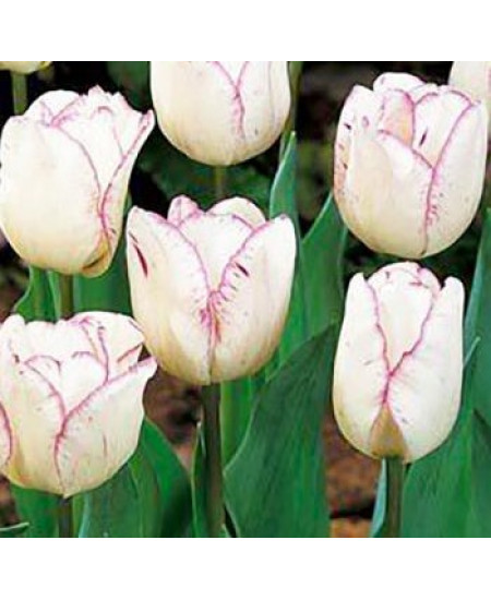 Тюльпан простой ранний "Гвен" (Gwen) 3шт в упаковке (размер 12\+) Тюльпан простой ранний "Гвен" (Gwen) 3шт в упаковке (размер 12\+)