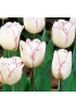 Тюльпан простой ранний "Гвен" (Gwen) 3шт в упаковке (размер 12\+) Тюльпан простой ранний "Гвен" (Gwen) 3шт в упаковке (размер 12\+)