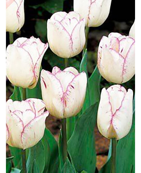 Тюльпан простой ранний "Гвен" (Gwen) 3шт в упаковке (размер 12\+) Тюльпан простой ранний "Гвен" (Gwen) 3шт в упаковке (размер 12\+)