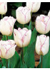 Тюльпан простой ранний "Гвен" (Gwen) 3шт в упаковке (размер 12\+) Тюльпан простой ранний "Гвен" (Gwen) 3шт в упаковке (размер 12\+)