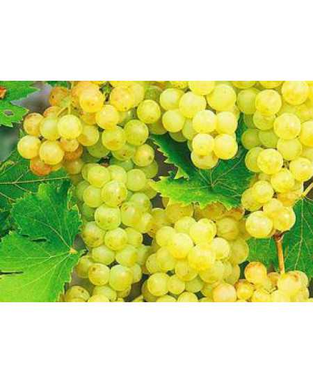 Виноград Мускат Виноград Мускат
