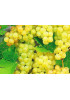Виноград Мускат Виноград Мускат