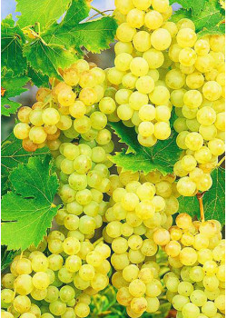 Виноград Мускат