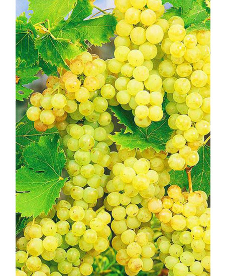 Виноград Мускат Виноград Мускат