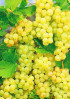 Виноград Мускат Виноград Мускат