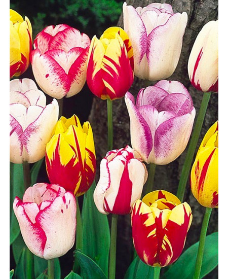 Тюльпан триумф "Флеминг Бьюти микс" (Flaming Beauty Mix) 3шт в упаковке (размер 11\12) Тюльпан триумф "Флеминг Бьюти микс" (Flaming Beauty Mix) 3шт в упаковке (размер 11\12)