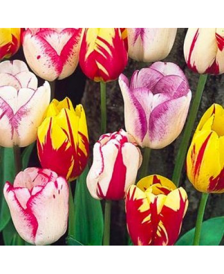 Тюльпан триумф "Флеминг Бьюти микс" (Flaming Beauty Mix) 3шт в упаковке (размер 11\12) Тюльпан триумф "Флеминг Бьюти микс" (Flaming Beauty Mix) 3шт в упаковке (размер 11\12)