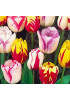 Тюльпан триумф "Флеминг Бьюти микс" (Flaming Beauty Mix) 3шт в упаковке (размер 11\12) Тюльпан триумф "Флеминг Бьюти микс" (Flaming Beauty Mix) 3шт в упаковке (размер 11\12)