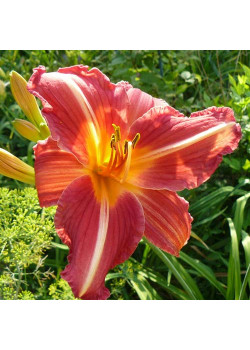 Лилейник Черри Чикс