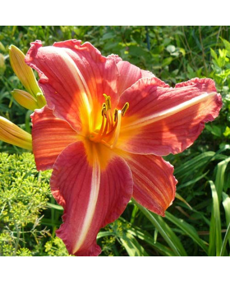 Лилейник Черри Чикс Лилейник Черри Чикс