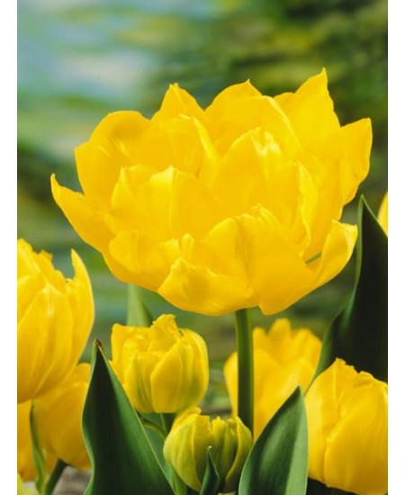 Тюльпан махровый ранний "Монте Карло" (Monte Carlo) 3шт в упаковке (размер 11\12) Тюльпан махровый ранний "Монте Карло" (Monte Carlo) 3шт в упаковке (размер 11\12)