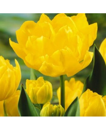 Тюльпан махровый ранний "Монте Карло" (Monte Carlo) 3шт в упаковке (размер 11\12) Тюльпан махровый ранний "Монте Карло" (Monte Carlo) 3шт в упаковке (размер 11\12)