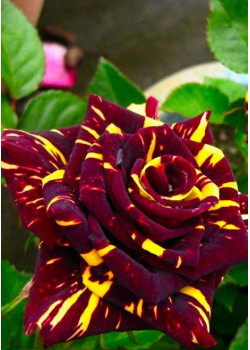 Роза чайно-гибридная Абра кадабра