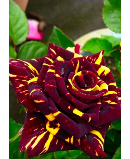 Роза чайно-гибридная Абра кадабра Роза чайно-гибридная Абра кадабра