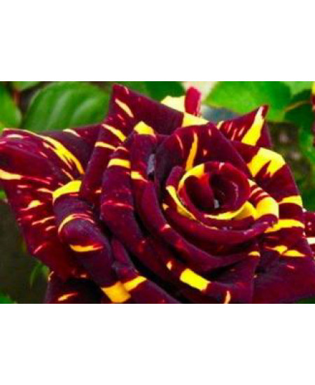 Роза чайно-гибридная Абра кадабра Роза чайно-гибридная Абра кадабра