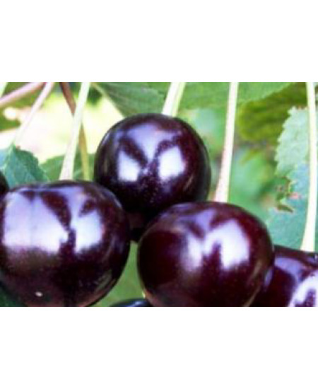 Вишня Антрацитовая Вишня Антрацитовая