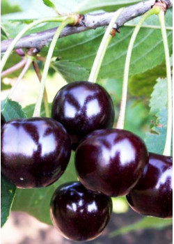 Вишня Антрацитовая