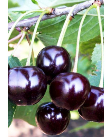 Вишня Антрацитовая Вишня Антрацитовая