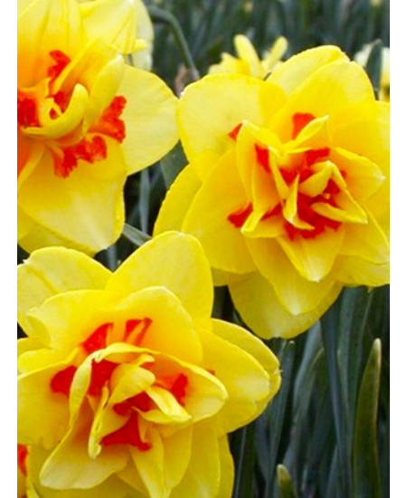 Нарцисс махровый "Таити" (Tahiti) 3шт в упаковке (размер 10\12) Нарцисс махровый "Таити" (Tahiti) 3шт в упаковке (размер 10\12)