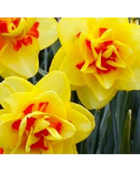 Нарцисс махровый "Таити" (Tahiti) 3шт в упаковке (размер 10\12) Нарцисс махровый "Таити" (Tahiti) 3шт в упаковке (размер 10\12)