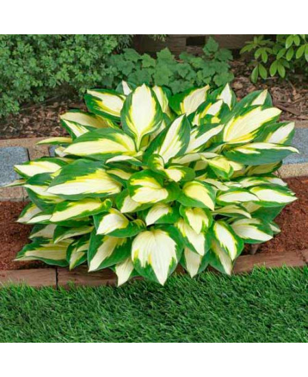 Хоста Колор Фестиваль Хоста Колор Фестиваль