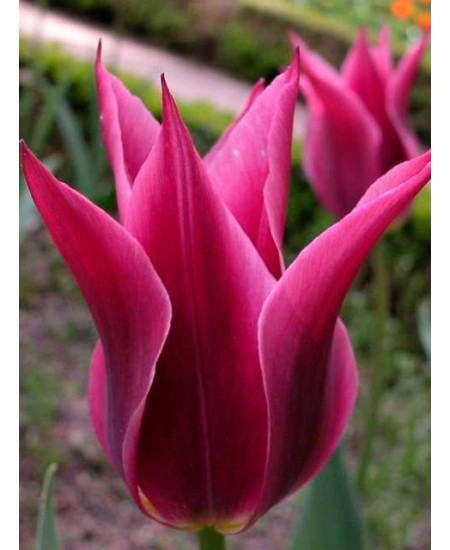 Тюльпан "Maytime" 3шт в упаковке Тюльпан "Maytime" 3шт в упаковке