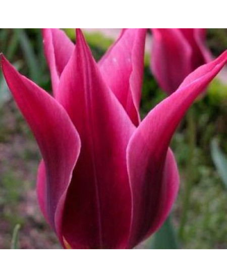 Тюльпан "Maytime" 3шт в упаковке Тюльпан "Maytime" 3шт в упаковке