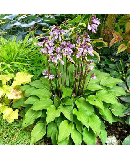 Хоста Пурпл Сенсейшн Хоста Пурпл Сенсейшн