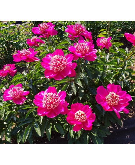 Пион Баррингтон Бель Пион Баррингтон Бель