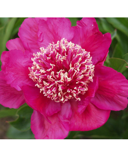 Пион Баррингтон Бель Пион Баррингтон Бель