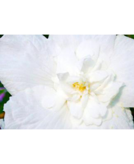 Гибискус сирийский Вайт Шифон Гибискус сирийский Вайт Шифон