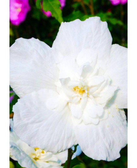 Гибискус сирийский Вайт Шифон Гибискус сирийский Вайт Шифон