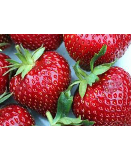 Клубника Мальвина (Упаковка 5шт) Клубника Мальвина (Упаковка 5шт)