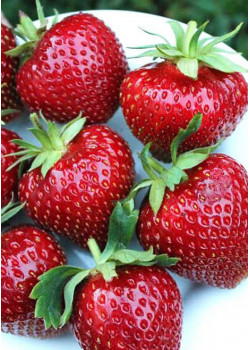 Клубника Мальвина (Упаковка 5шт)