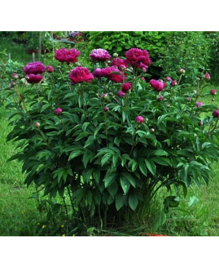 Пион Мсье Мартин Каюзак Пион Мсье Мартин Каюзак