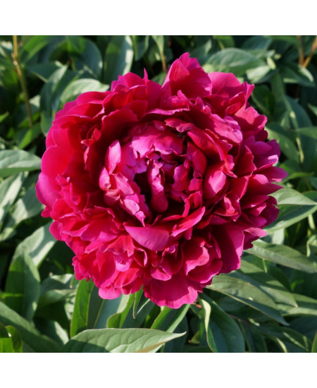 Пион Мсье Мартин Каюзак Пион Мсье Мартин Каюзак