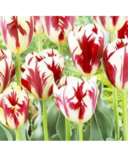 Тюльпан триумф "Карнавал Де Рио" (Carnaval de Rio) 3шт в упаковке (размер 11\12) Тюльпан триумф "Карнавал Де Рио" (Carnaval de Rio) 3шт в упаковке (размер 11\12)