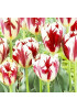 Тюльпан триумф "Карнавал Де Рио" (Carnaval de Rio) 3шт в упаковке (размер 11\12) Тюльпан триумф "Карнавал Де Рио" (Carnaval de Rio) 3шт в упаковке (размер 11\12)