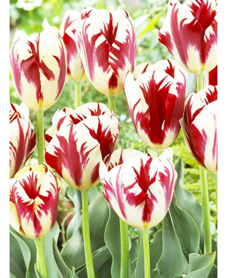 Тюльпан триумф "Карнавал Де Рио" (Carnaval de Rio) 3шт в упаковке (размер 11\12) Тюльпан триумф "Карнавал Де Рио" (Carnaval de Rio) 3шт в упаковке (размер 11\12)