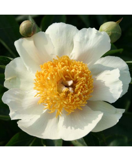 Пион Клэр де Лун Пион Клэр де Лун