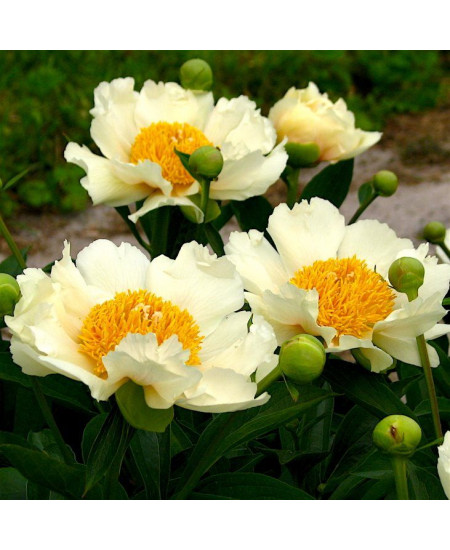 Пион Клэр де Лун Пион Клэр де Лун