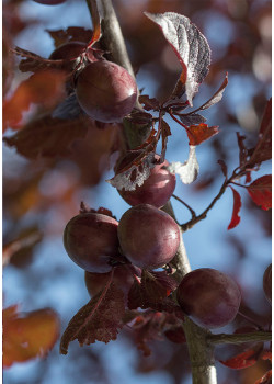 Слива краснолистная декоративная Писсарди