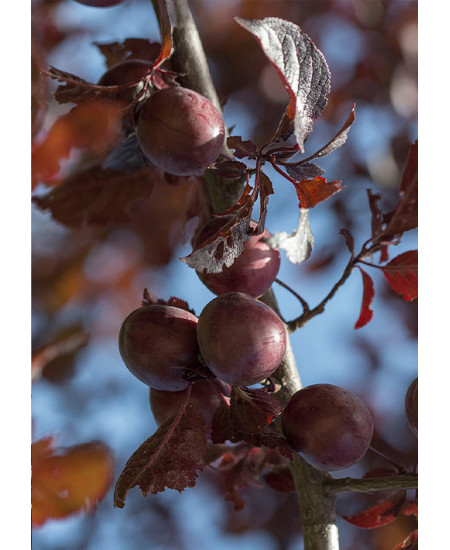 Слива краснолистная декоративная Писсарди Слива краснолистная декоративная Писсарди