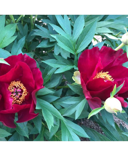 Пион (Ито-гибрид) Скарлет Хевен Пион (Ито-гибрид) Скарлет Хевен