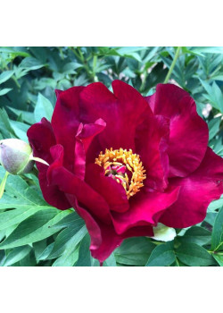 Пион (Ито-гибрид) Скарлет Хевен