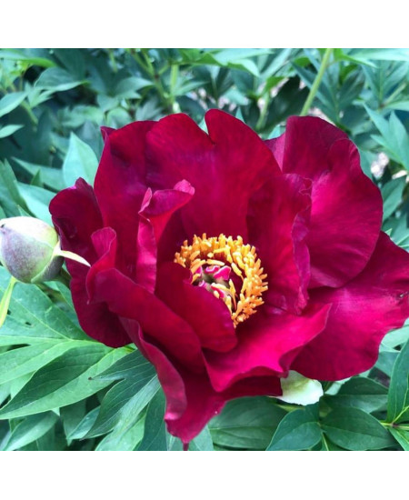 Пион (Ито-гибрид) Скарлет Хевен Пион (Ито-гибрид) Скарлет Хевен