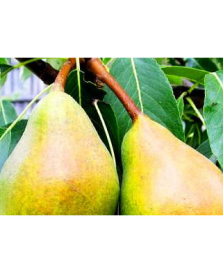 Груша Мария Груша Мария