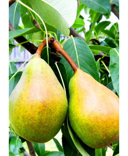 Груша Мария Груша Мария