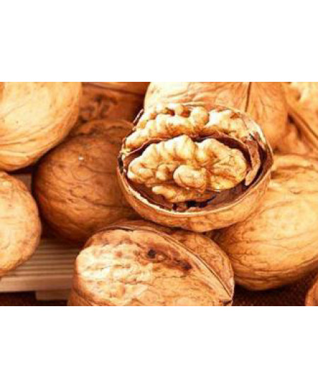 Орех грецкий Каларашский Орех грецкий Каларашский