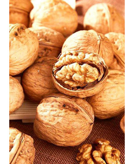 Орех грецкий Каларашский Орех грецкий Каларашский